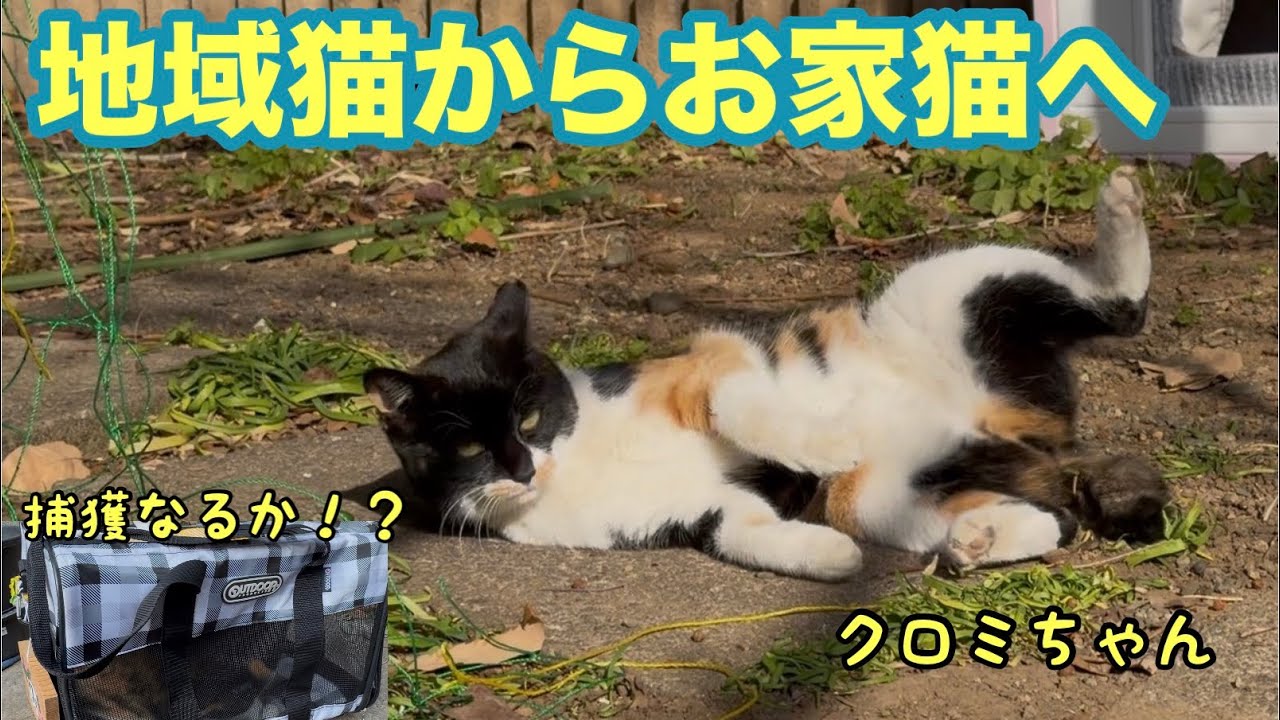 地域猫のクロミちゃん、お家猫への道　その1  捕獲失敗！？　【だが、希望はある】