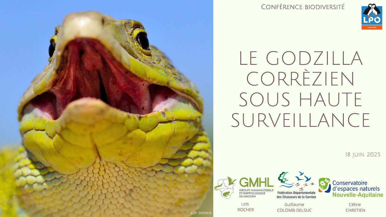 Le Lézard ocellé en Corrèze : une espèce menacée et les actions pour sa préservation