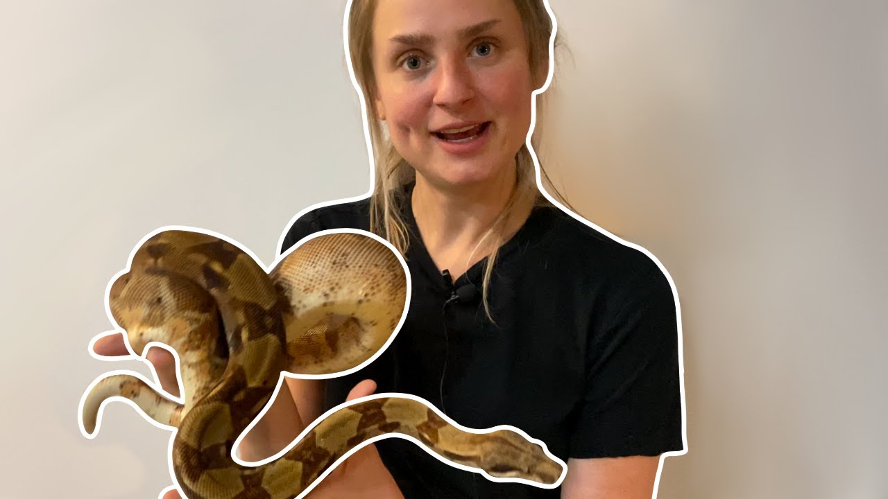 Boa Constrictor | 4 Years Old!