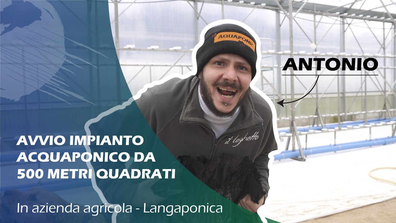 IMPIANTO ACQUAPONICA - Langaponica - Avvio batterico