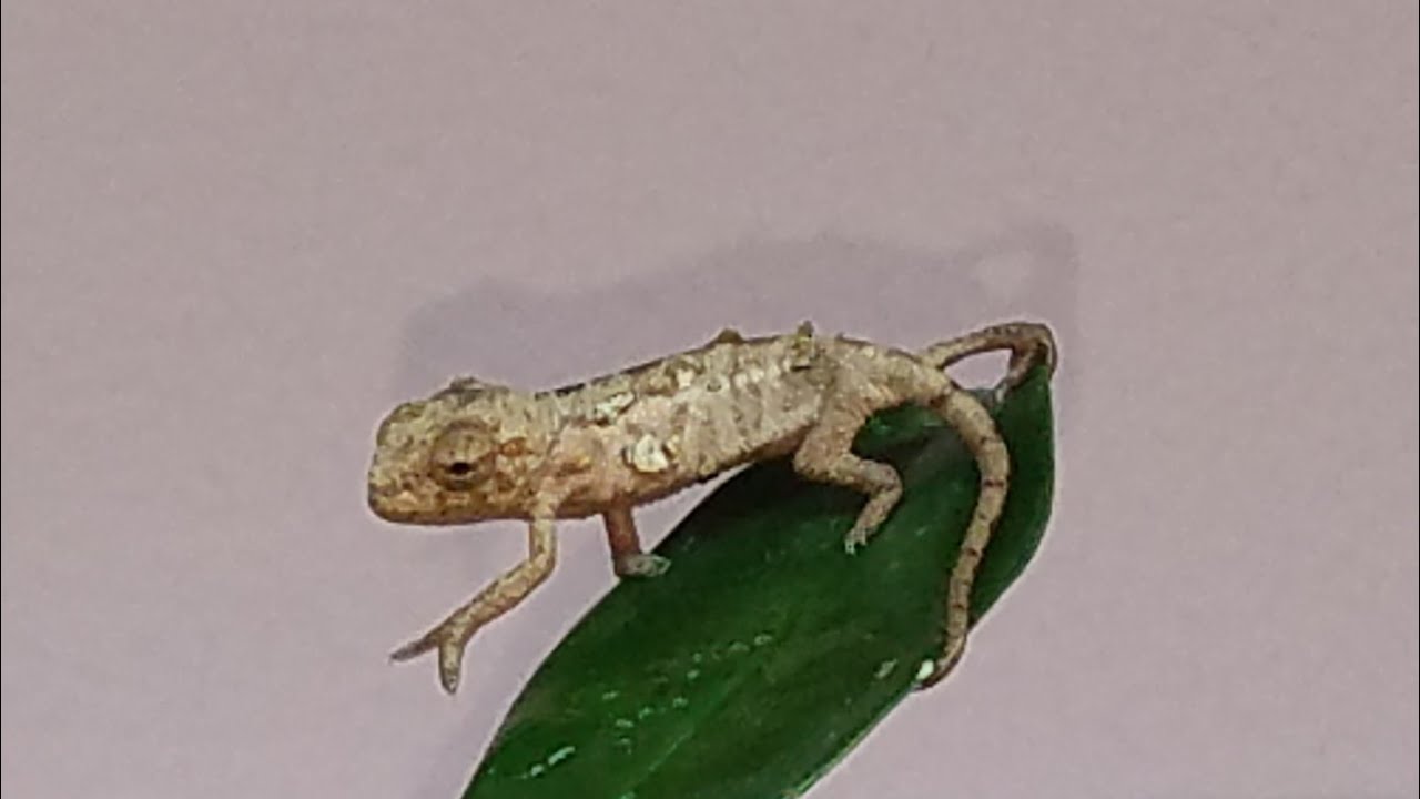 Baby Chameleon Hatching and Set up