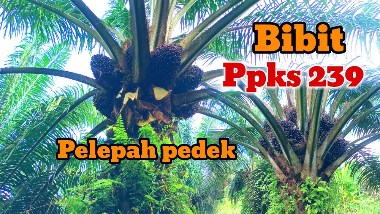 Manen Buah kelapa sawit.‼️ Jenis Bibit DXP  PPKS 239 (Pelepah Pendek) #sawit #manensawit #Ppks239