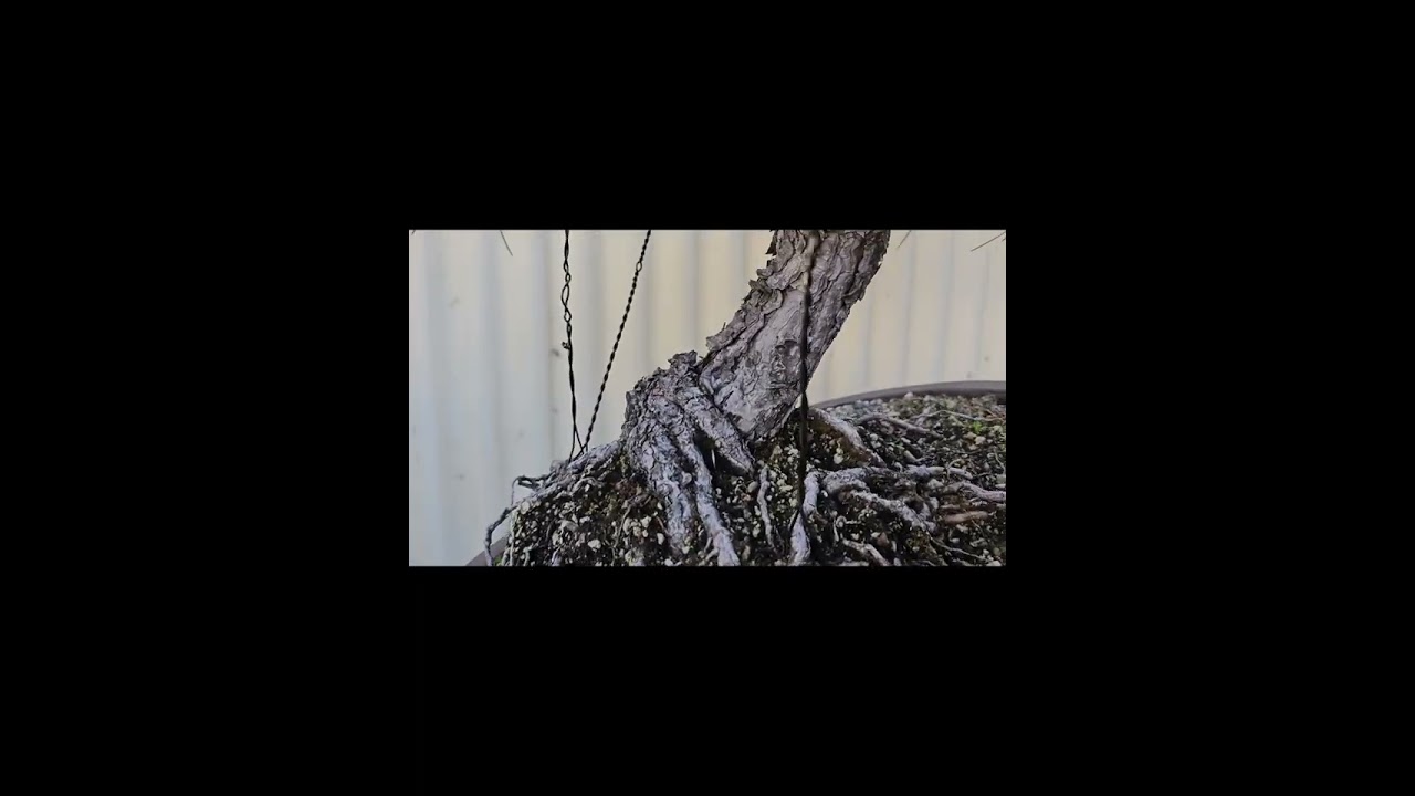 10 Year Progression of a Japanese Black Pine Bonsai