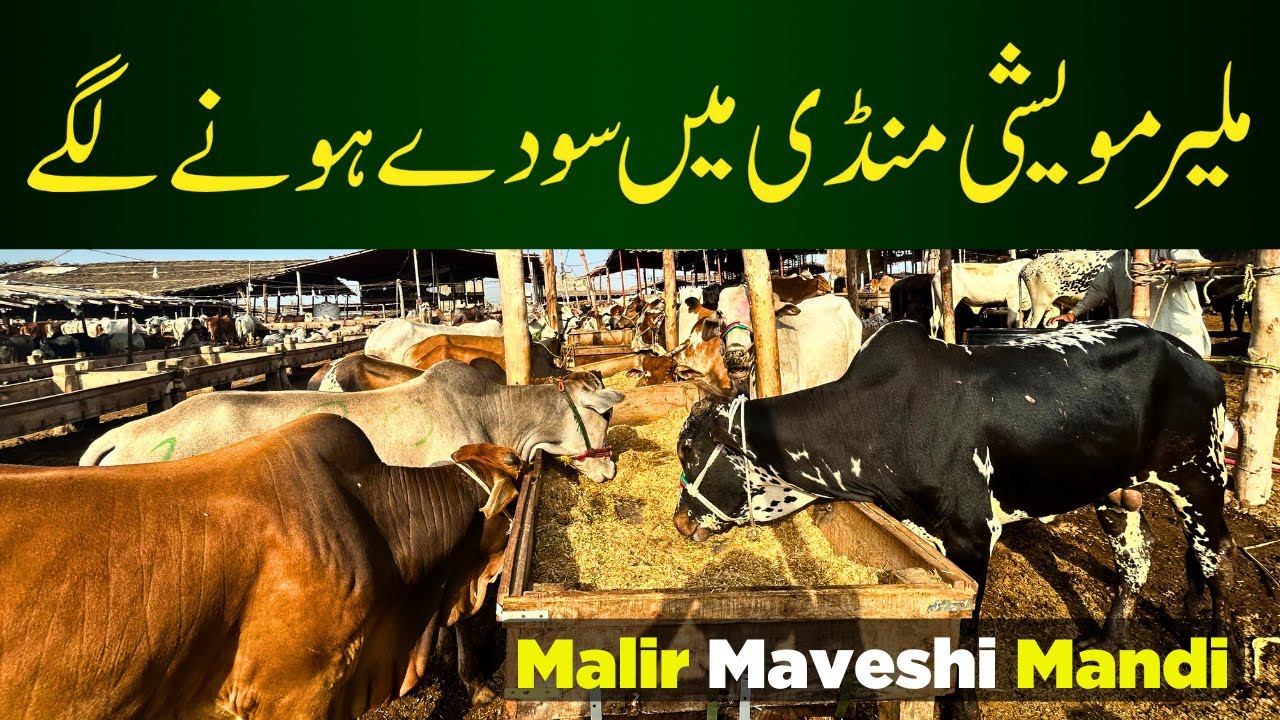 Malir Maveshi Mandi Mein Soey Honey Lagy | Karachi Ki Mandi Episode 3