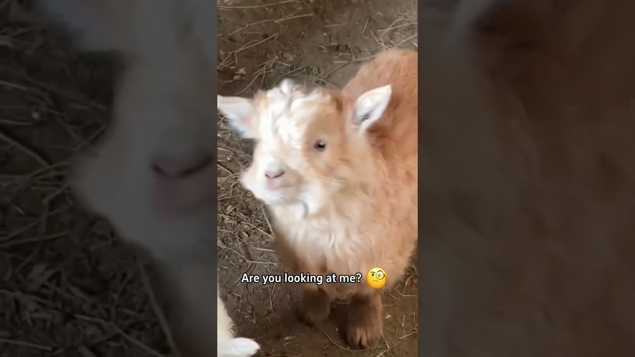 The cutest baby goat 🐐 #funnyshorts #funny #funnyvideo #animals #pets #fyp #cute #goat #usa
