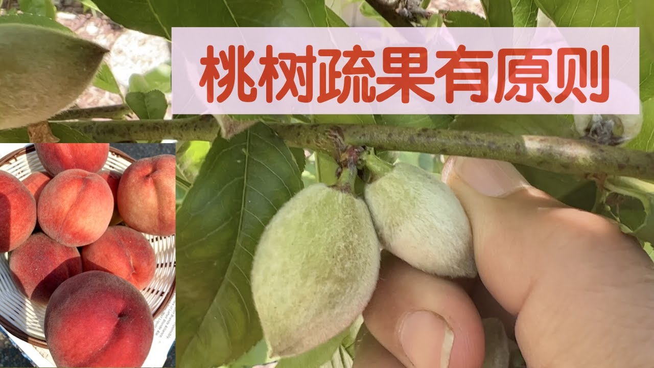 【桃树疏果】六大基本原则保你收获大甜桃