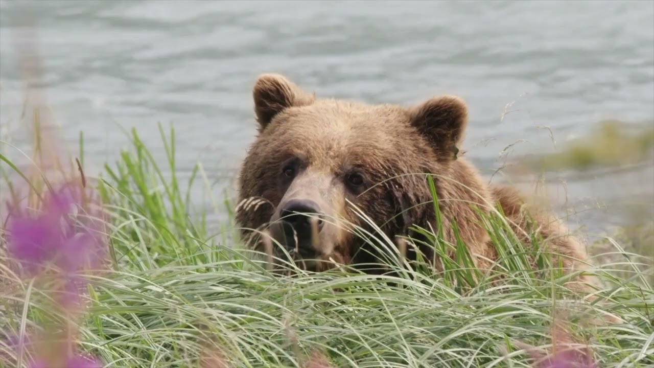 America's Most Endangered Rivers&reg; of 2023 - Chilkat and Klehini Rivers