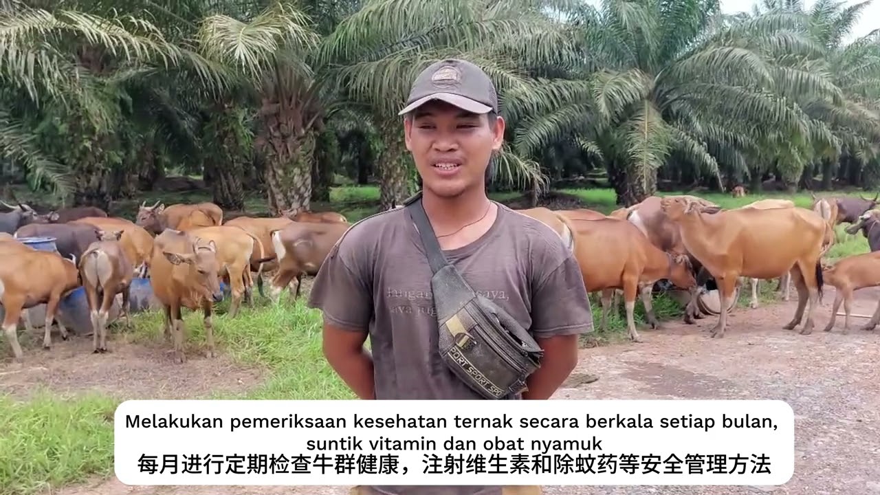 PETERNAKAN SAPI