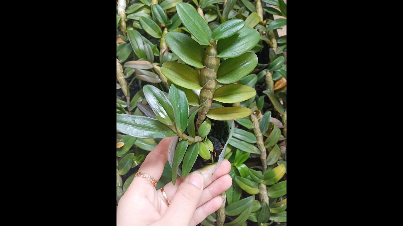 9 sai lầm khi trồng lan mà người mới chơi lan mắc phải-cách khắc phục