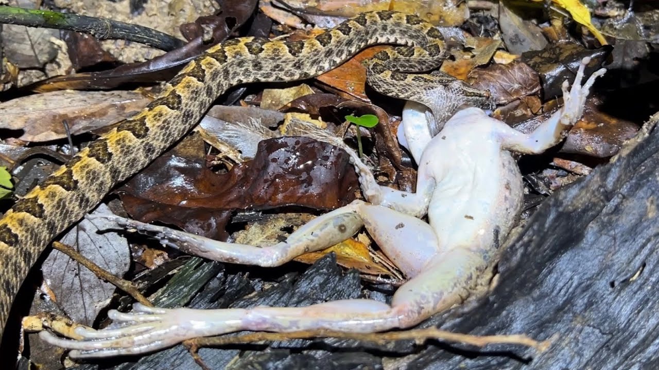 明らかに自分より大きいカエルを捕食してしまったヘビの末路