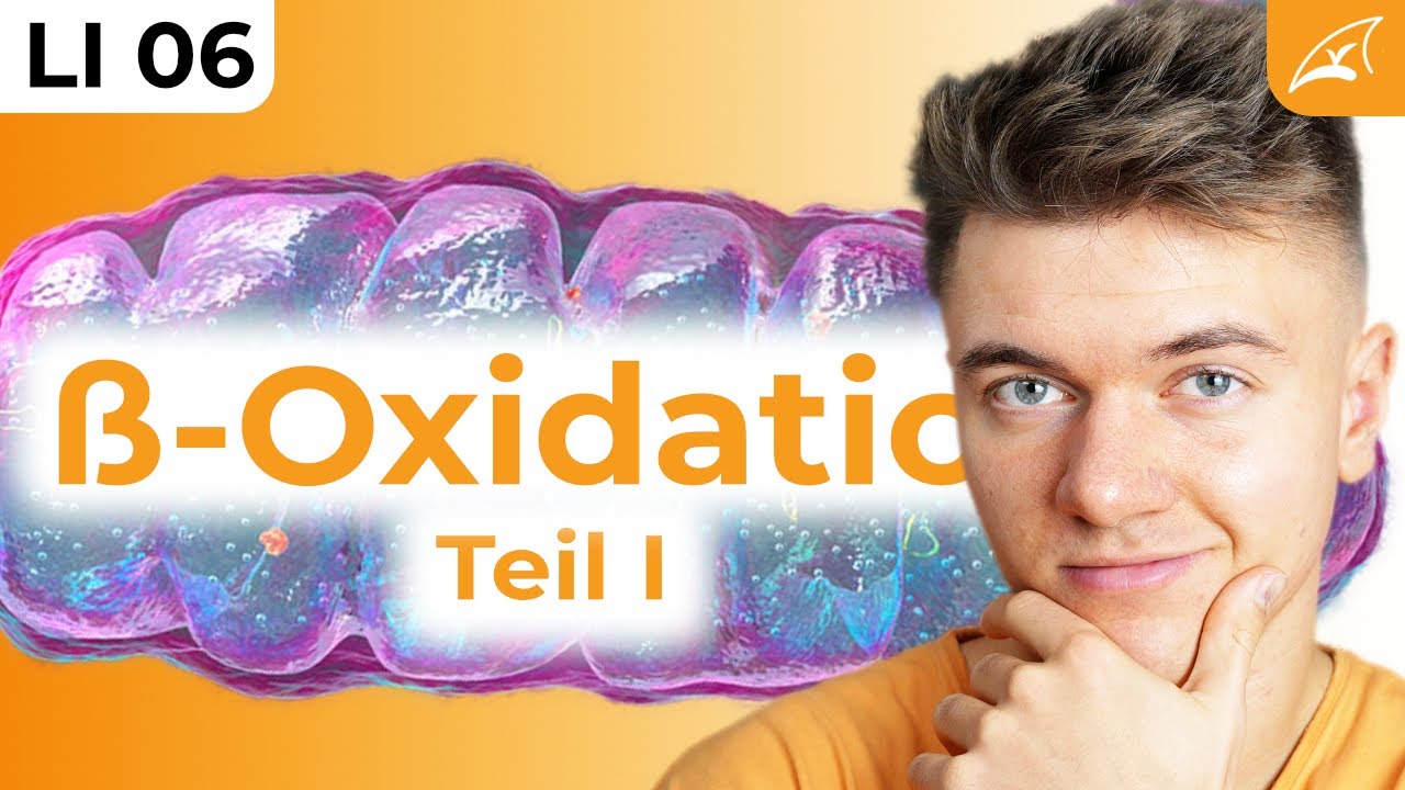 Beta-Oxidation - einfach erklärt! // Wie der Körper Fett verbrennt ...