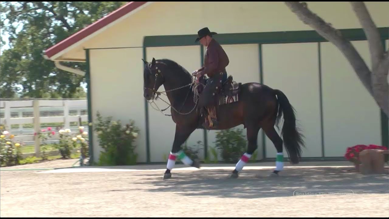 Cowboy Dressage with Eitan Beth-Halachmy, Control