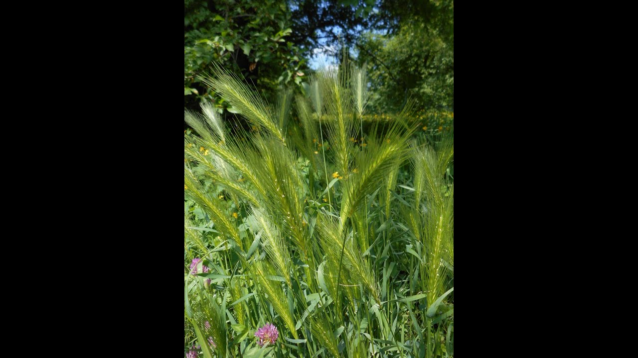 Hordeum murinum, Holcus lanatus, Anthoxanthum nitens, Helictochloa hookeri, Avenula pubescens