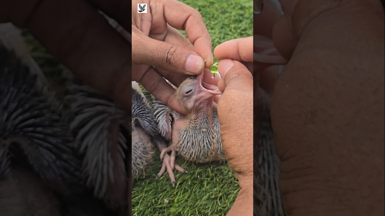 vitamin E capsule feeding for baby 