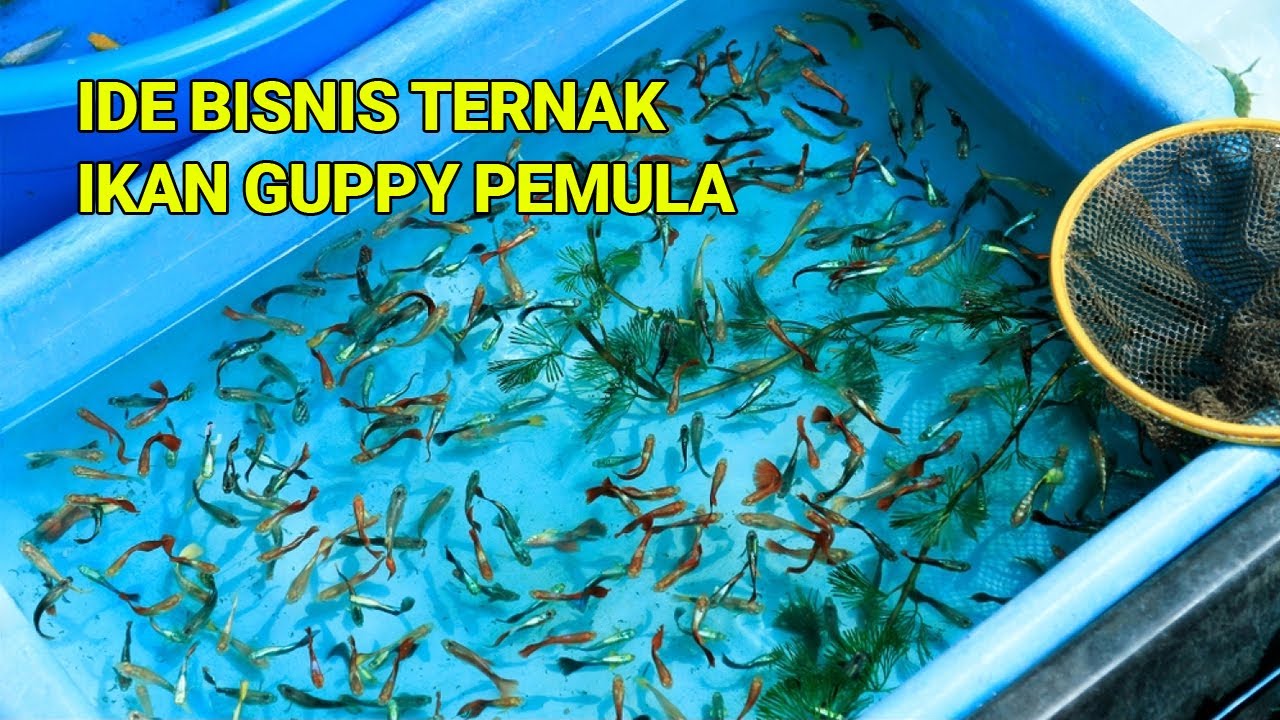 IDE USAHA TERNAK IKAN GUPPY PEMULA, AQUASCAPE MODAL KECIL UNTUNG JUTAAN