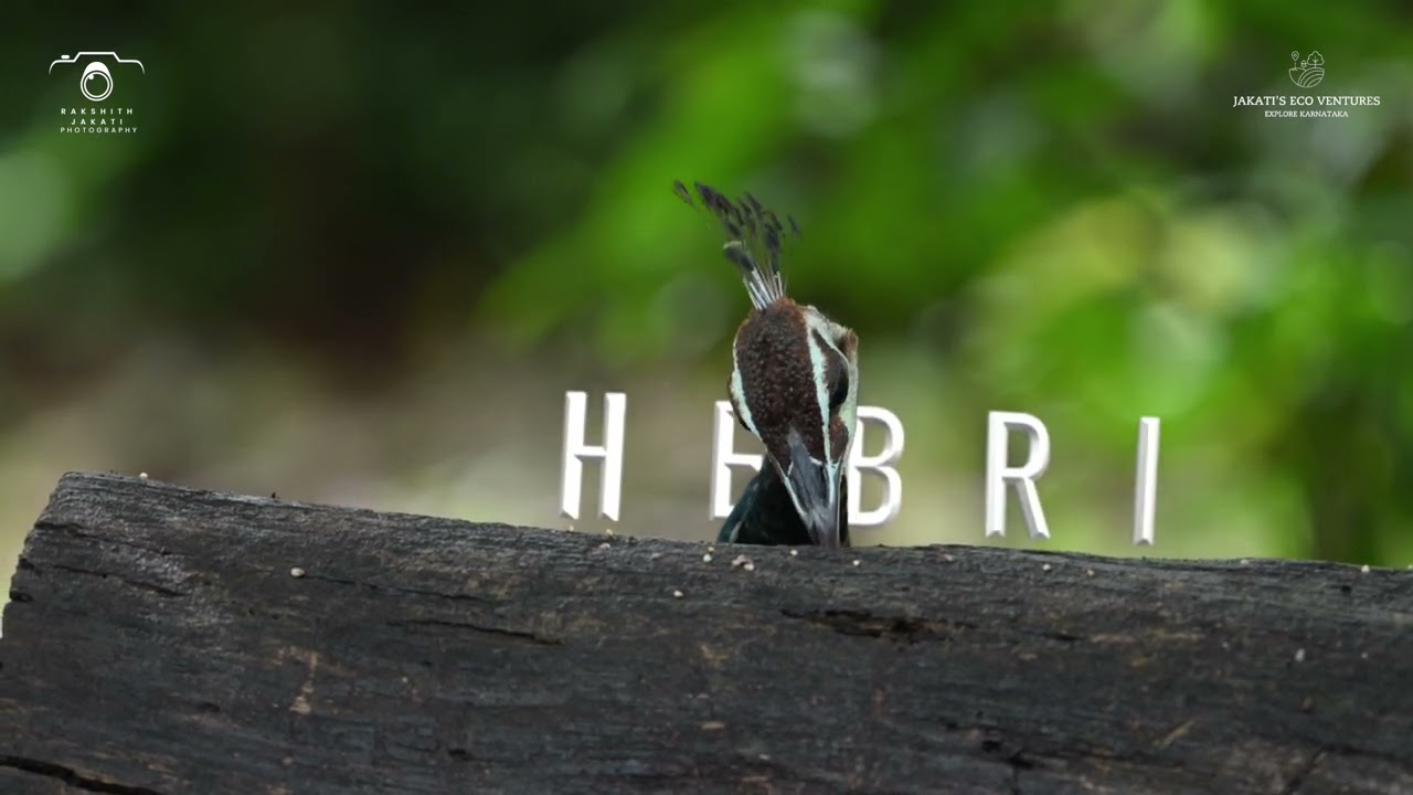 || Peek-a-Boo with a Peacock! 🦚 ||