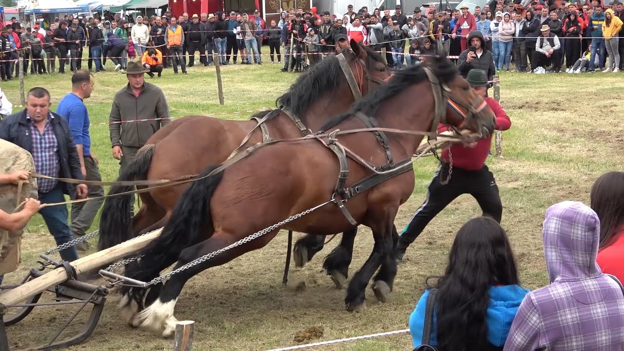 Concurs cu cai de tractiune proba de dublu Uriu, Bistrita Nasaud 28 Mai 2022 Nou!!!