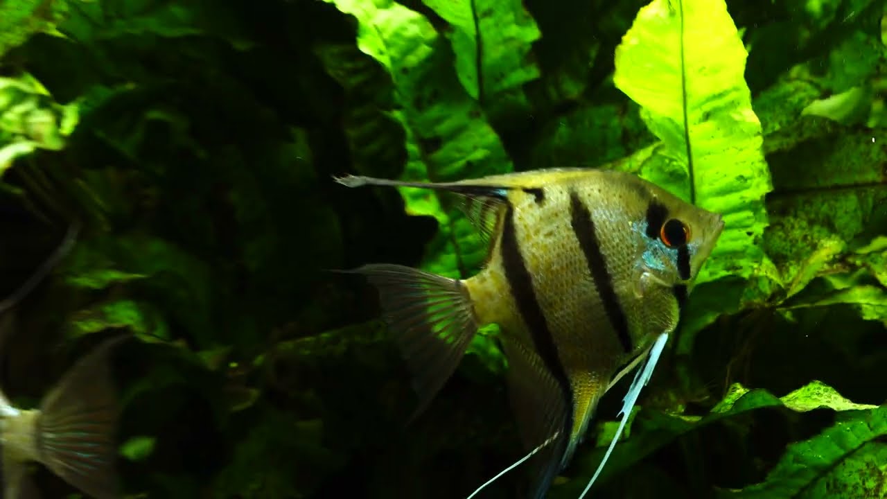 Pterophyllum scalare sp.Rio Nanay.