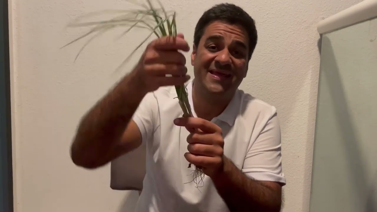 Propagate your saffron bulbs successfully!
