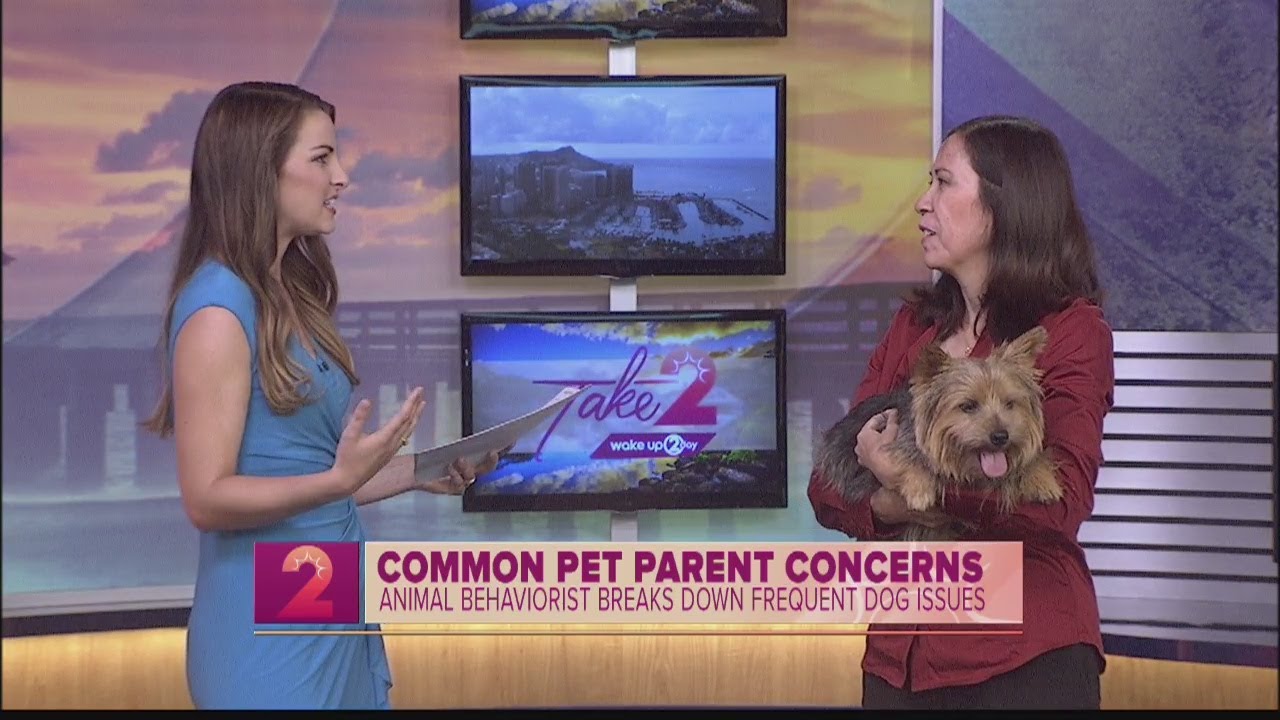 Animal Behaviorist breaks down common dog issues