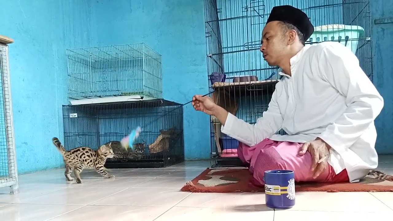 Berapa harga anakan kucing F1 silangan kucing hutan sama  bengal#kucinghybrid #cat #breeding #fyp