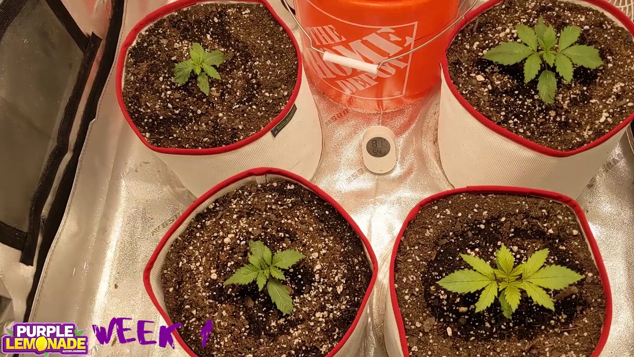 Purple Lemonade Week 1
