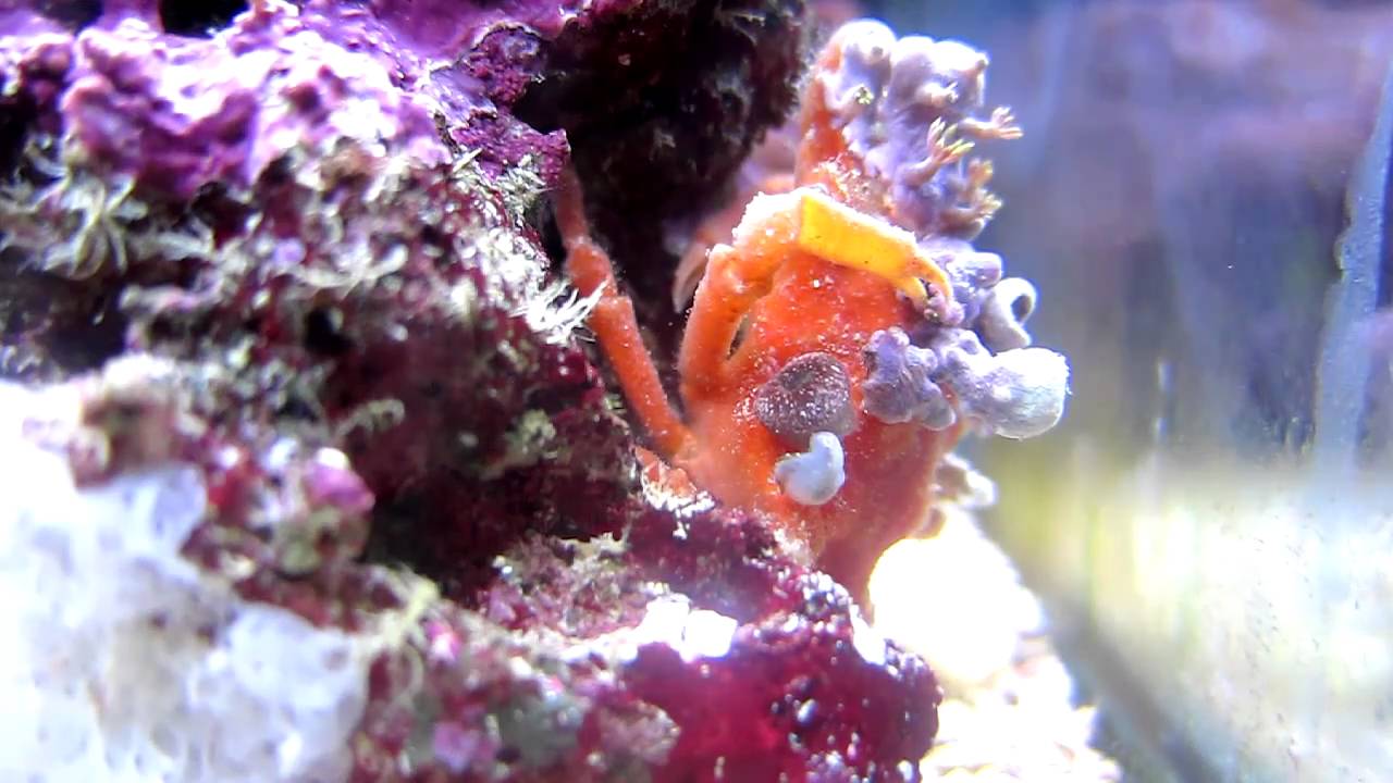 Decorator Crab
