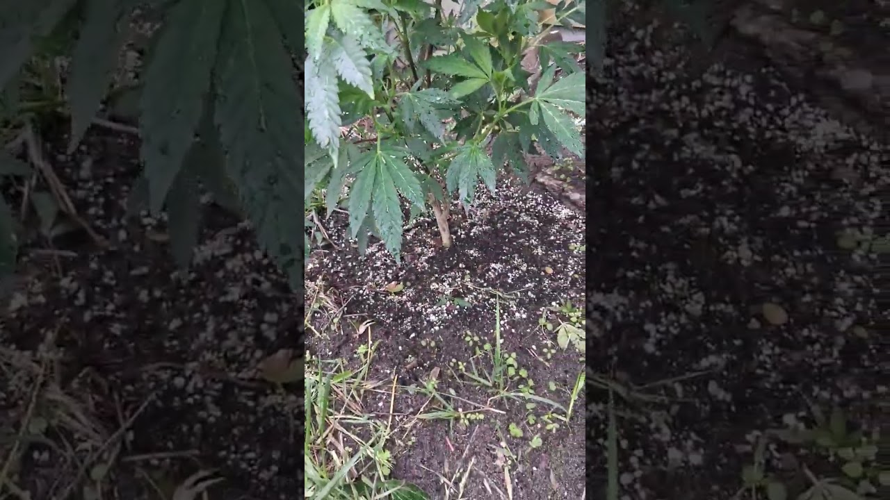 inidca pheno Trop Cookies x Hollywood/lemoncherry gelato from cookies  seed Bank #seed #green #grow