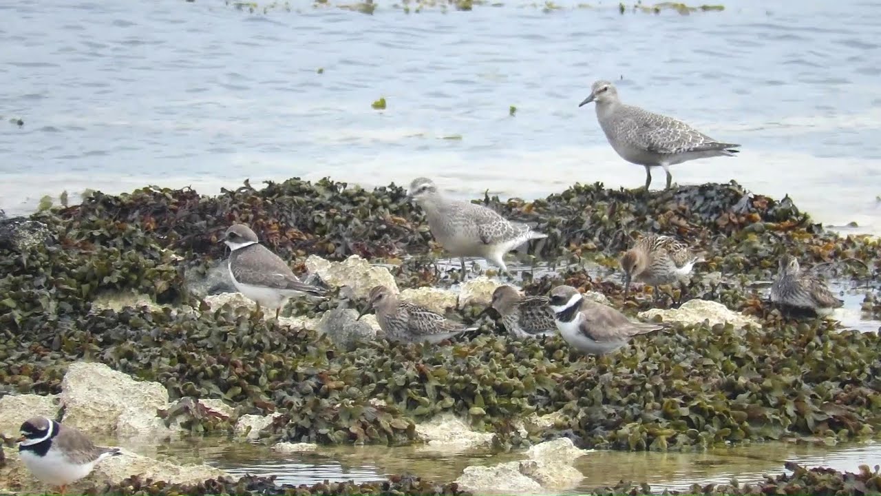 Migratory waders making a pitstop in Church Bay, Rathlin Island