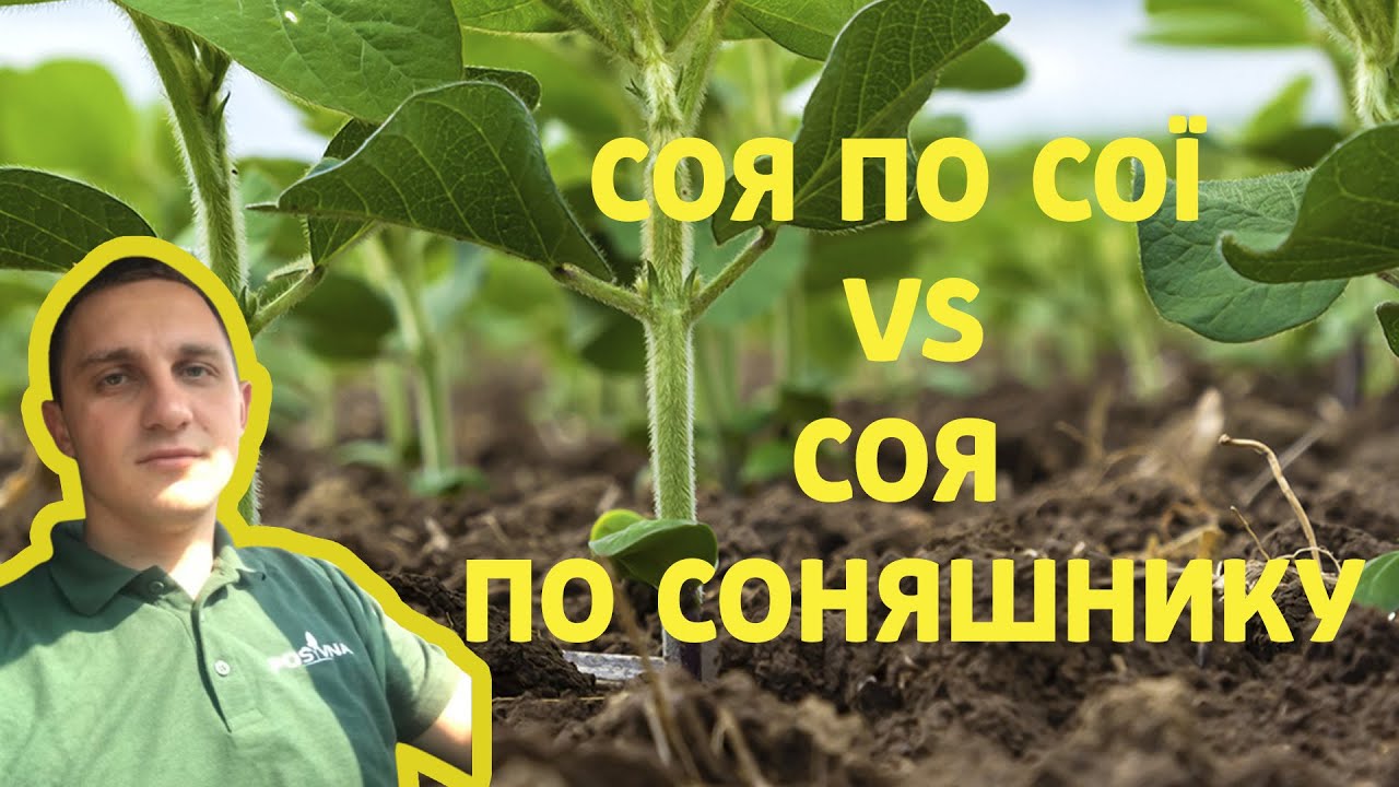 Експеримент на полі: соя по сої та соя по соняшнику - результати на відео