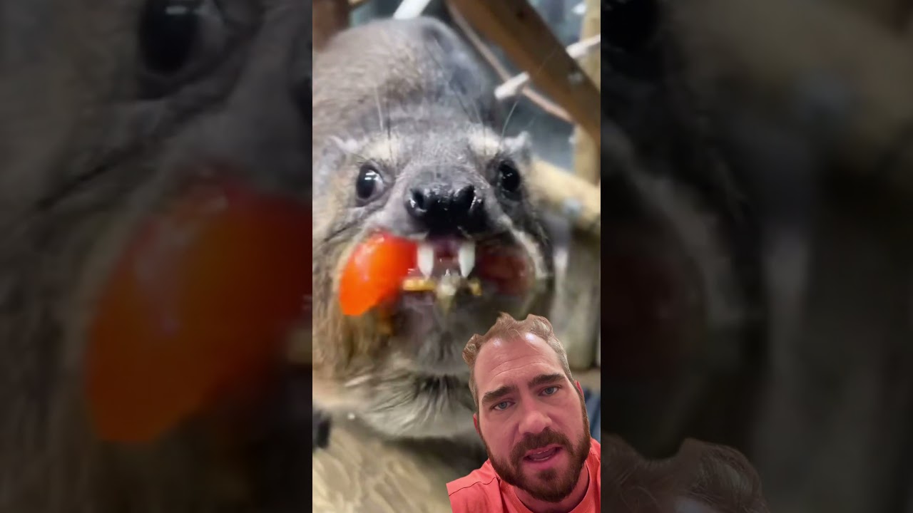 Tomato 🚫 #hyrax #tomato #facts @henryvilaszoo for more Hyrax surveillance
