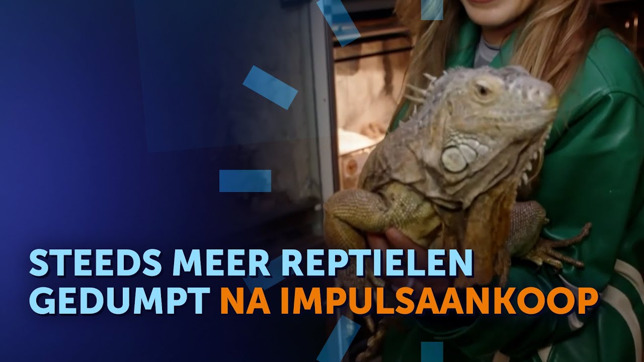 Een PYTHON als huisdier?