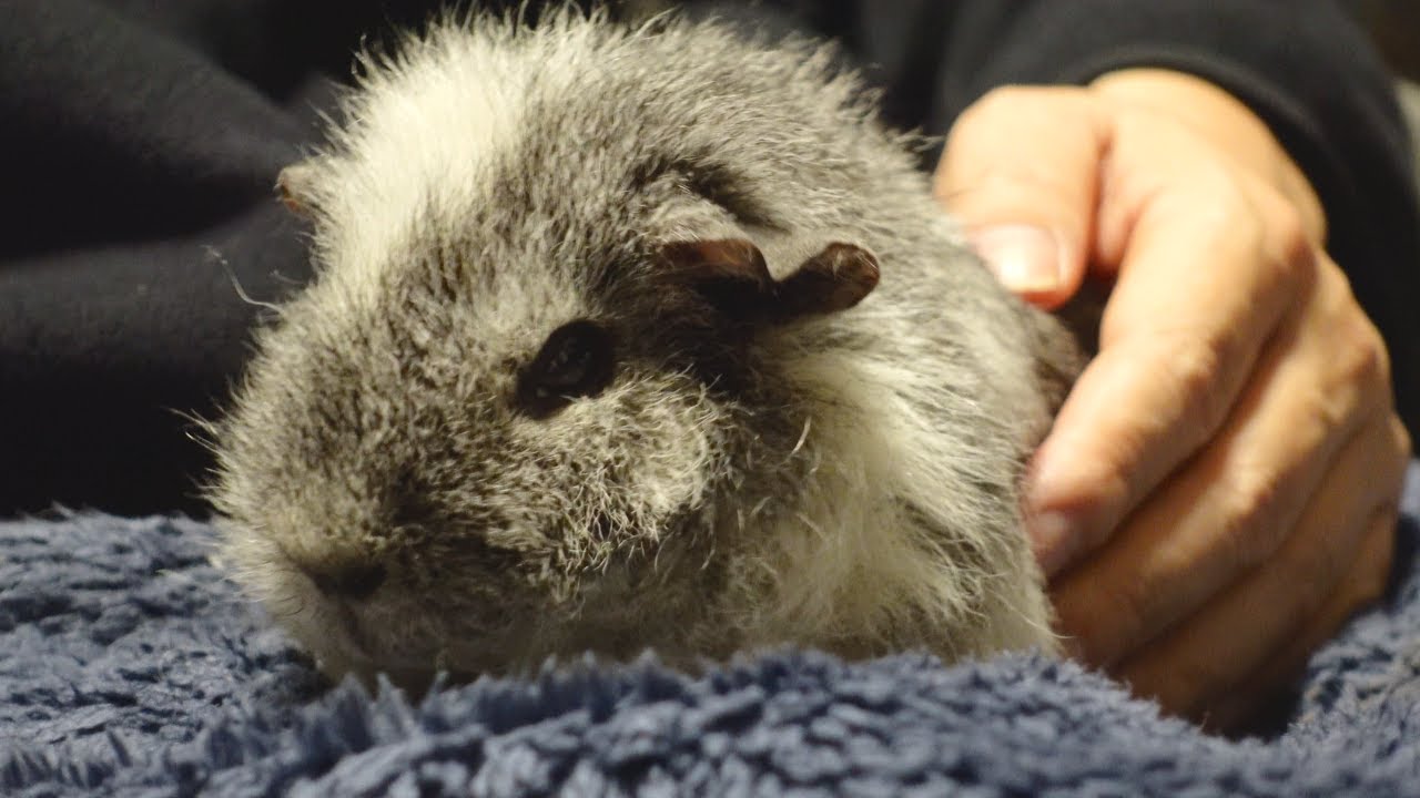 飼い主の上でオヤツを楽しむアオちゃん