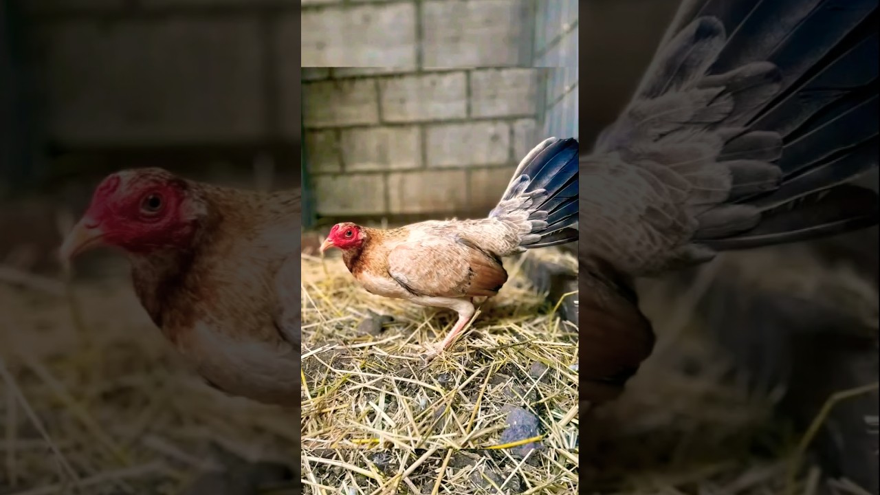 brood hen dome #chickenbreeds