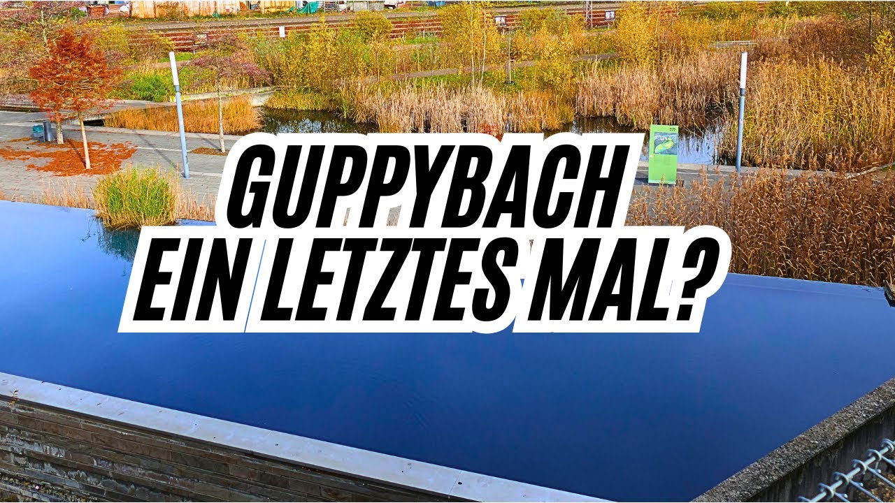 GUPPYBACH ein LETZTES MAL ?