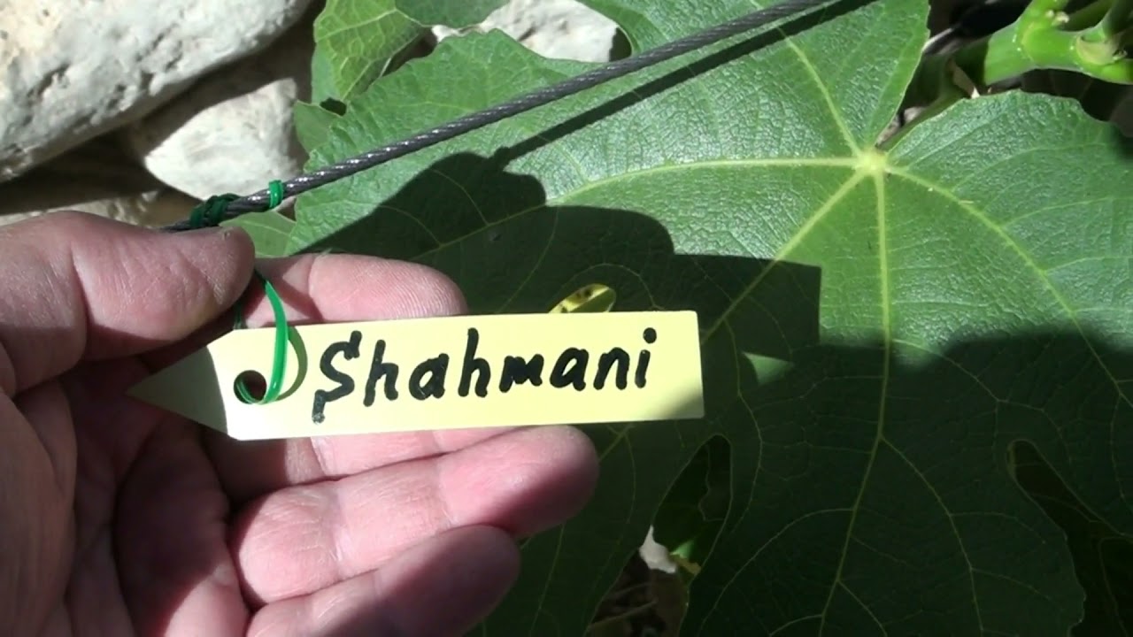 Figs varieties in Israel