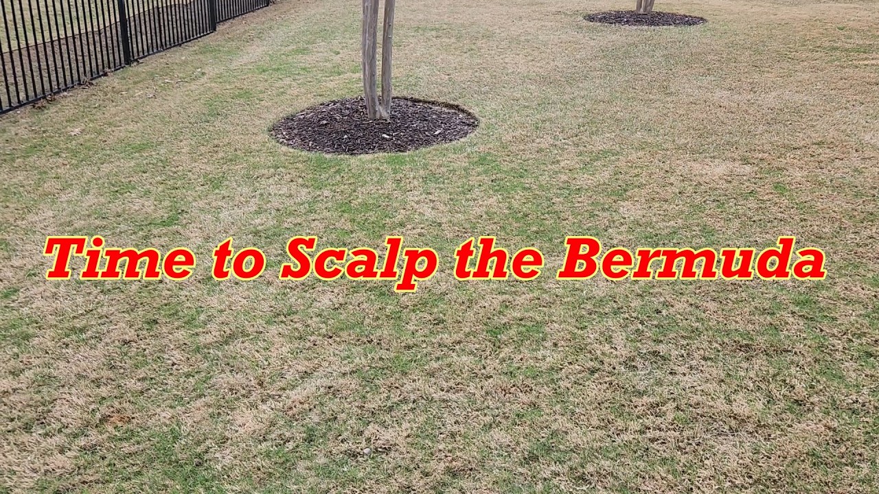 Spring Bermuda Scalp March 2026