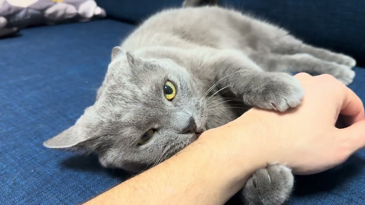 Моему коту 7 лет