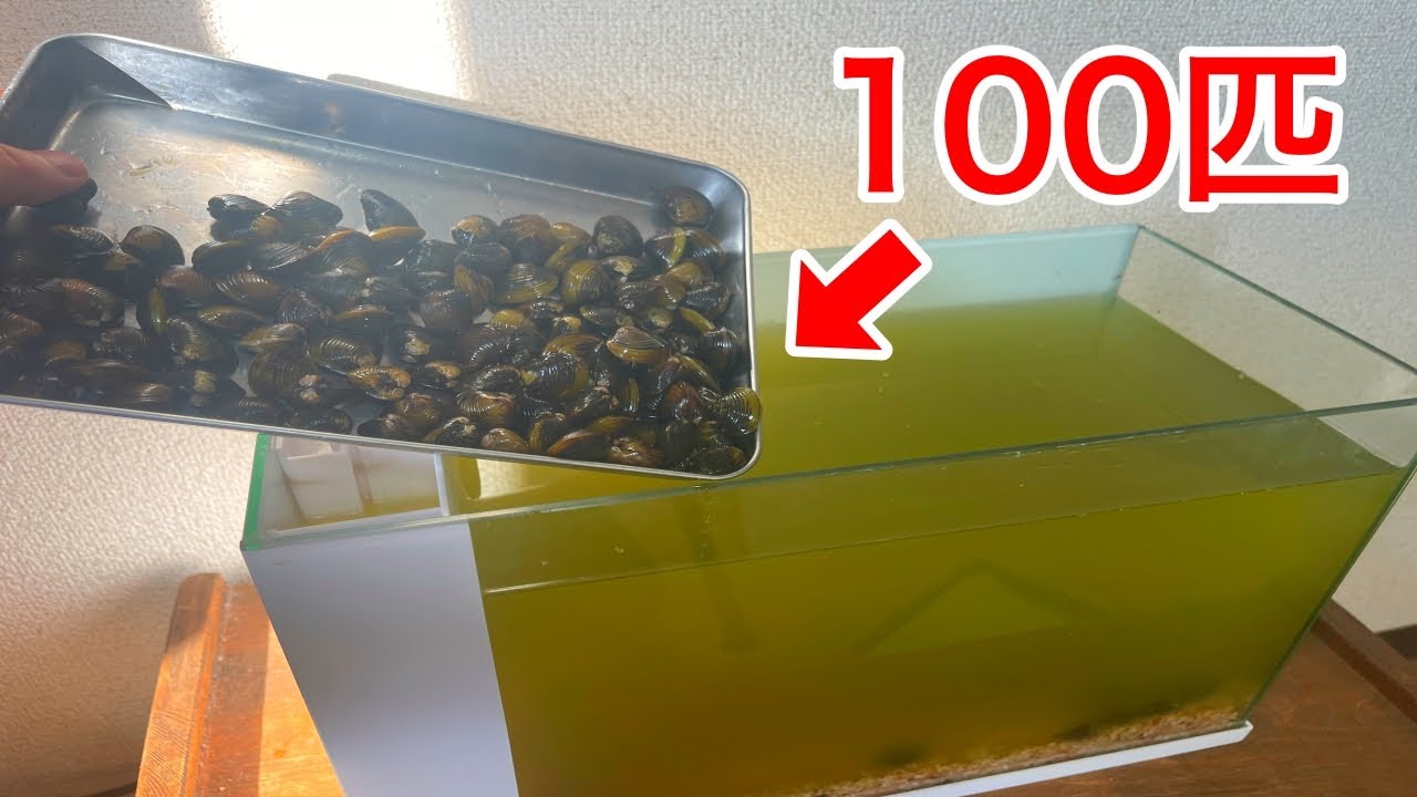 汚れた水槽にシジミ100匹入れてみると...