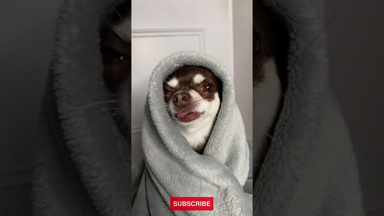Hilarious Dogs Taking Turns Lip-Syncing😂😅 #Shorts (READ DESCRIPTION)