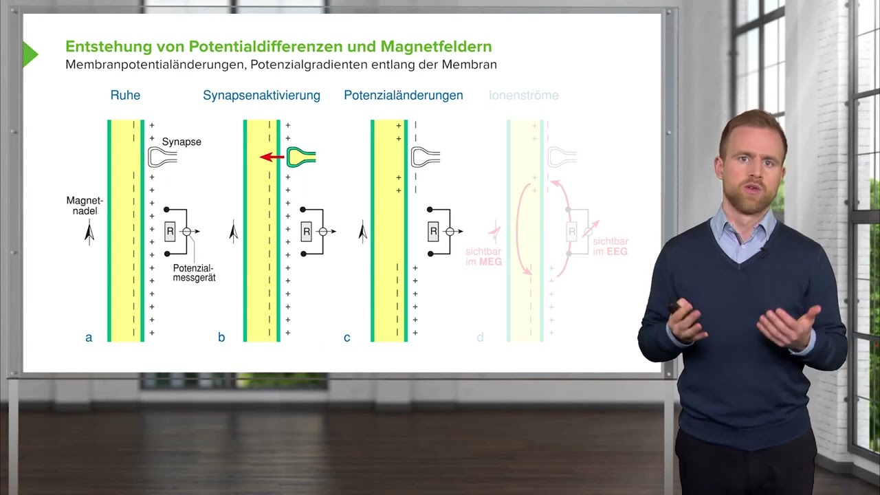 Zentralnervensystem I EEG - Entstehung von Potentialdifferenzen & Magnetfeldern I Nicolas Paul