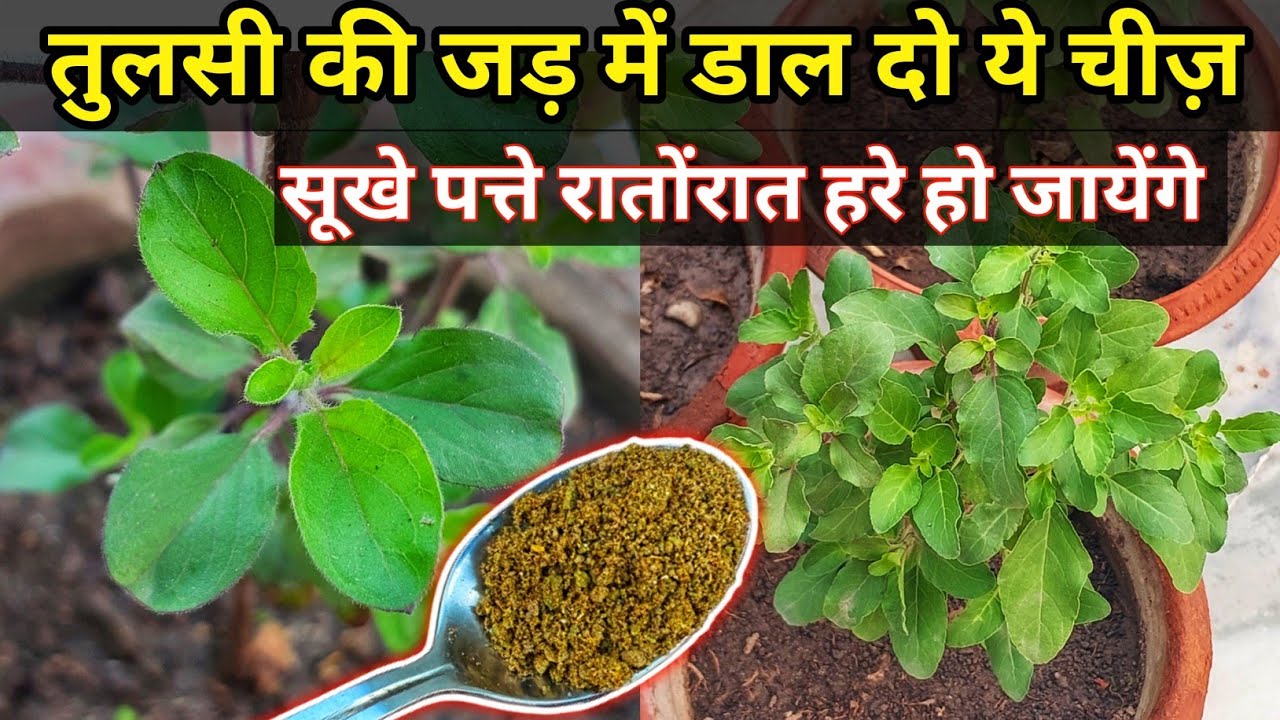तुलसी की जड़ में डाल दो ये चीज़, रातोंरात सूखी पत्तियां हरी हो जायेंगी.TULSI PLANT CARE.