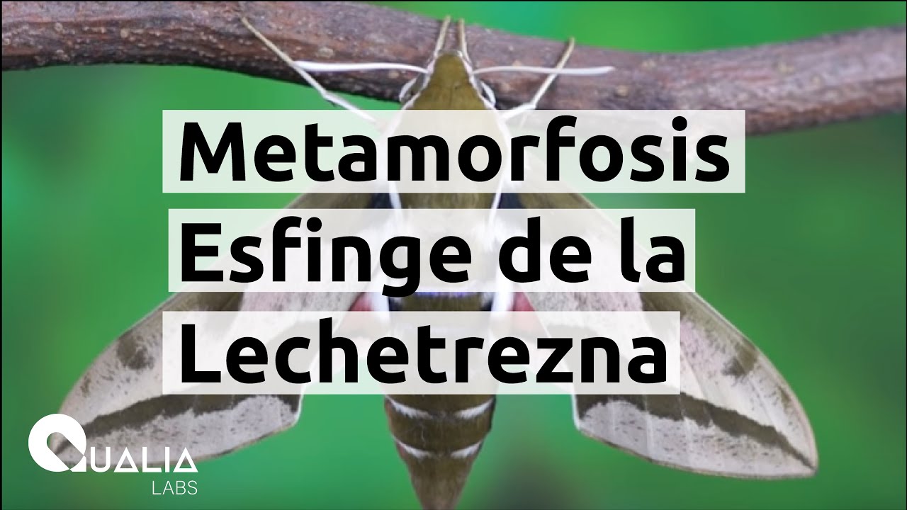 Mira como esta oruga se transforma en una Esfinge de la Lechetrezna!