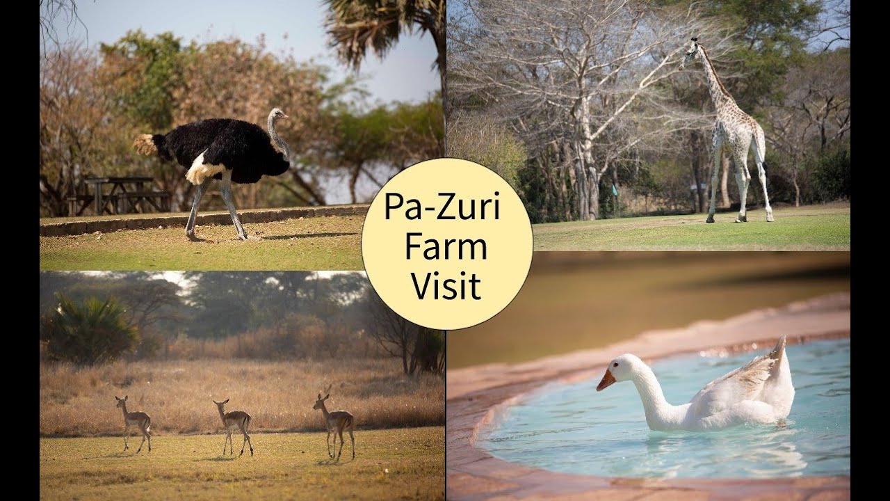 Pazuri Farm Visit|Explore Animals in an Open Park| Ostrich Zebra Giraffe| Family Picnic|Game Viewing