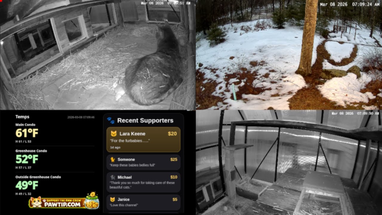 LIVE: Sunday Morning Paw Crew 🐾 Multi-Cam Feral Cat Shelter | Real-Time Temps
