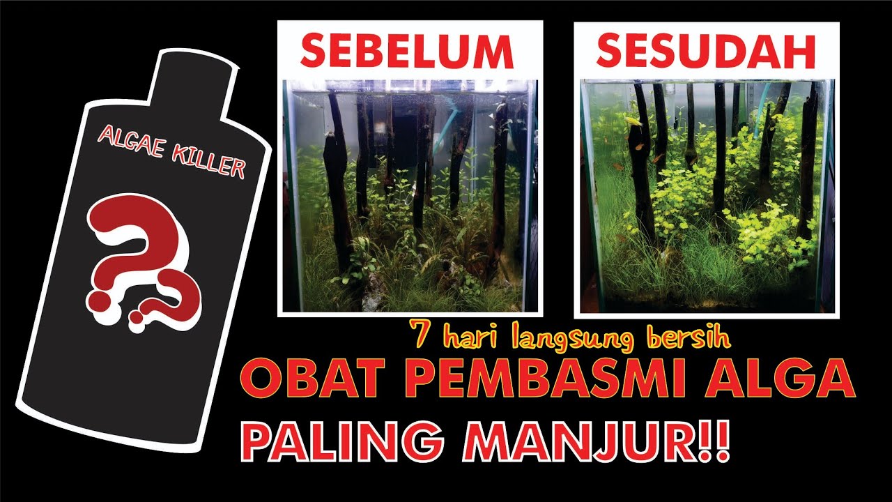 PEMBASMI ALGA AQUASCAPE PALING MANJUR!!!
