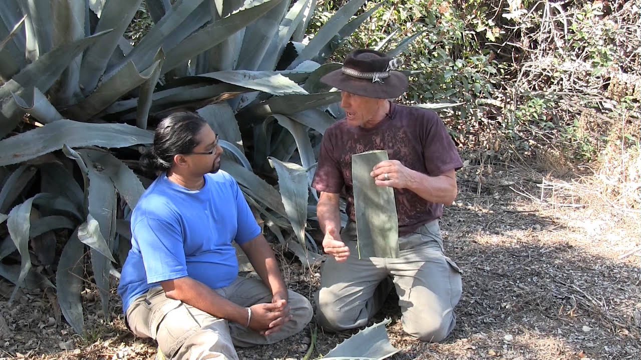 AGAVE plant's many uses!