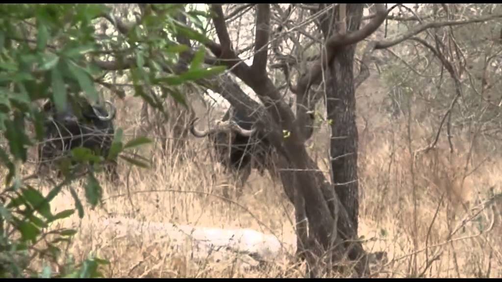 Afrique du Sud - Partie 4/6 - Le Parc Kruger