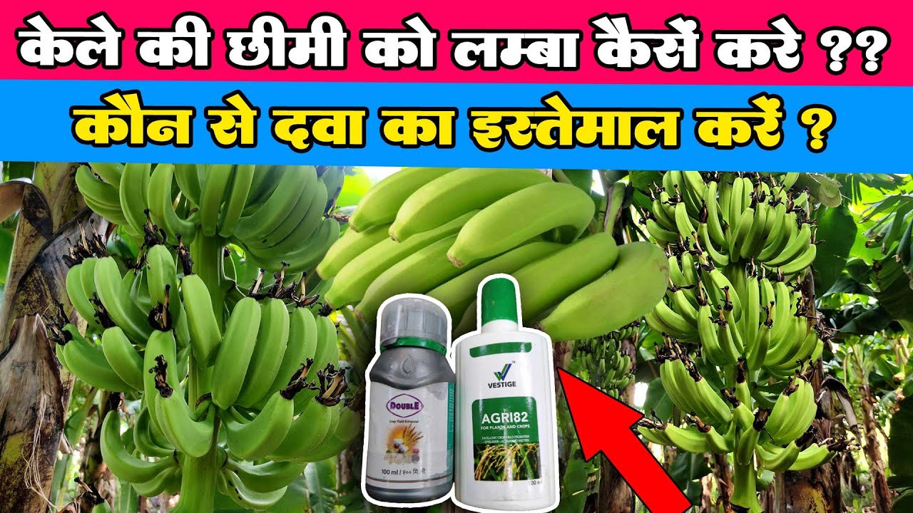 केला को लम्बा चौड़ा वजनदार करने के लिए क्या करे कौन सी दवा डाले ? Banana Farming |  Kushinagar Up 😀
