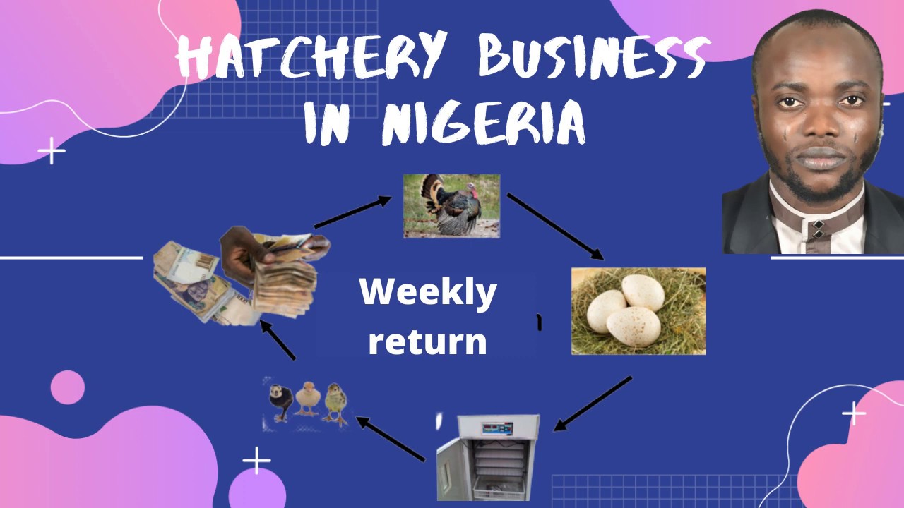 Profitable Business in Nigeria: Poultry Hatchery Firm Part 1